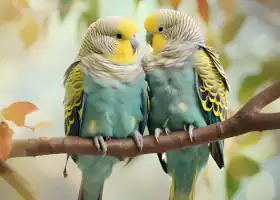 Picture of two beautiful budgies - links to Jigsaw puzzle 6
