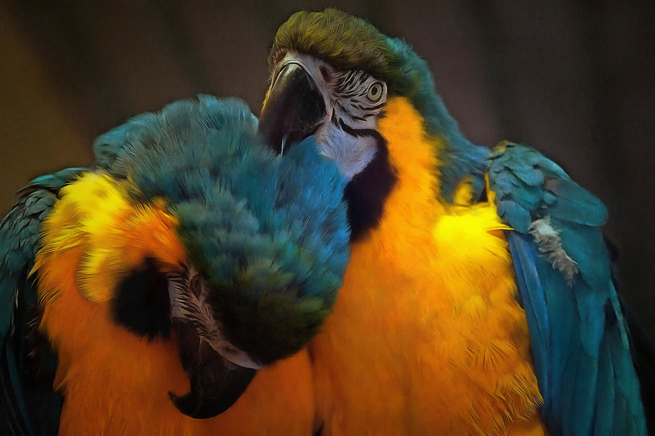 Artistic image of Parrots