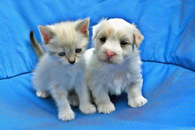 Online jigsaw puzzle - 3D Puzzle Game 4 - Cute Puppy and Kitten