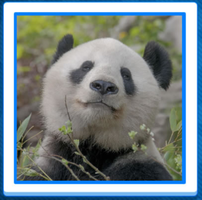Jigsaw Puzzles of Pandas and other cute animals