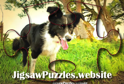 Online jigsaw puzzle - Collie Dog Jigsaw