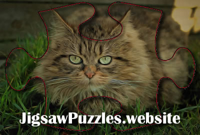 Online jigsaw puzzle - Game 11 - Cat Jigsaw