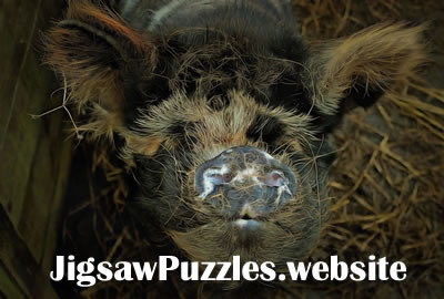 Online Puzzle - Jeu 12 - Pet Pig Jigsaw