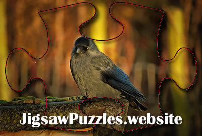 Online jigsaw puzzle Game 8 - Jackdaw
